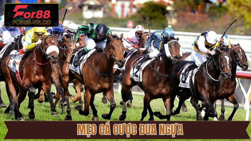 Kinh nghiệm cá độ đua ngựa chuẩn xác cho tân thủ